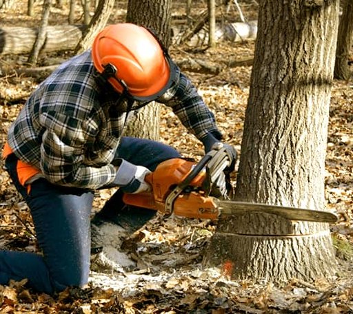 Tree Removal in Hillister, TX